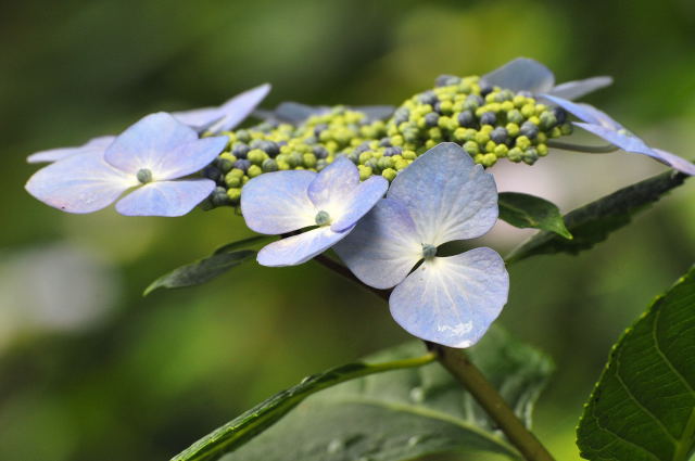 紫陽花の季節に 白秋の黄昏