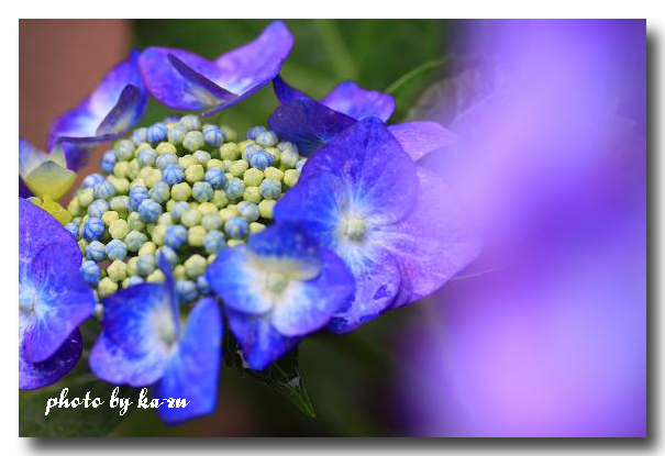 梅雨を艶やかに染める紫陽花_b0180042_10212961.jpg