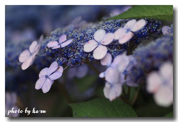 梅雨を艶やかに染める紫陽花_b0180042_1023872.jpg