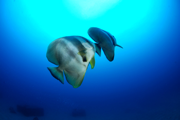 数万匹の魚_b0186442_16233957.jpg