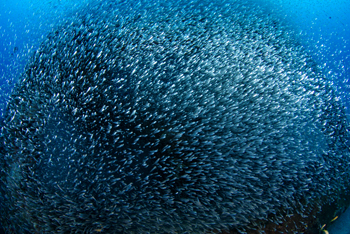 数万匹の魚_b0186442_16235752.jpg