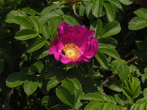 高山植物園へのアプローチ_c0051143_031358.jpg