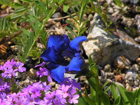 スイス三大名花ほか ヨーロッパ アルプスの花々 風に吹かれて スイス三大名花ほか ヨーロッパ アルプスの花々 風に吹かれて