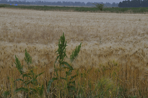 c0093046_12243914.gif