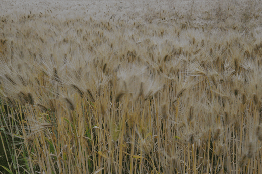 c0093046_1225171.gif