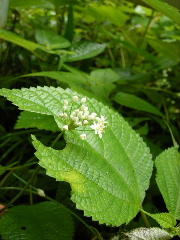 f0043559_11231037.jpg