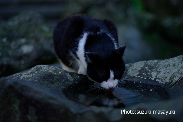 自然の恵みに生かされて。。_b0174465_1694925.jpg