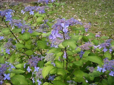 板取21世紀の森公園の紫陽花 自然風の自然風だより