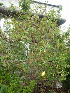 f0183480_13395695.jpg