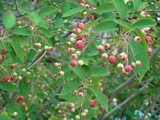 f0183480_13491768.jpg