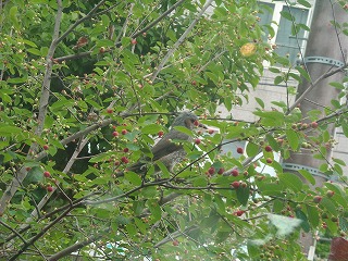 f0183480_13552716.jpg