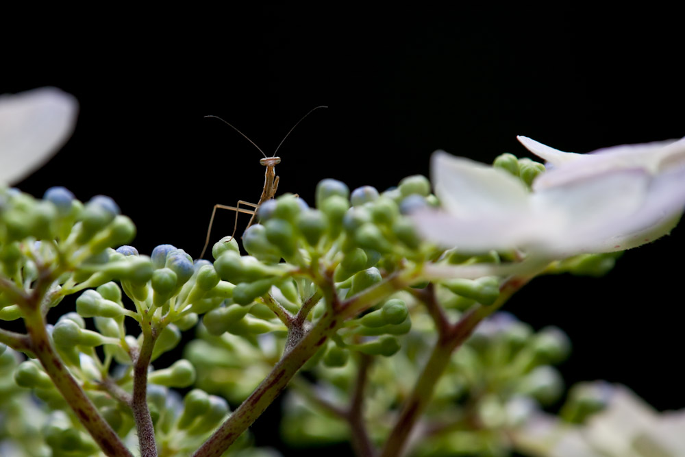 ガクアジサイ 額紫陽花 と虫 身近な自然を撮る ガクアジサイ 額紫陽花 と虫 身近な自然を撮る