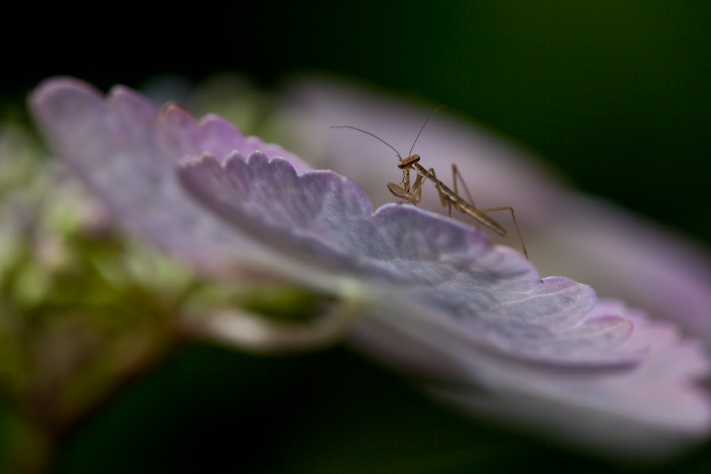 ガクアジサイ 額紫陽花 と虫 身近な自然を撮る