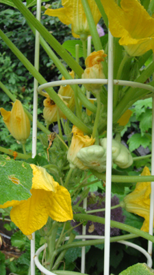 レタスの花 ufoズッキーニ夏の花壇は野菜が主役 Makikoの花 野菜日記 2 レタスの花 ufoズッキーニ夏の花壇は野菜が主役 Makikoの花 野菜日記 2