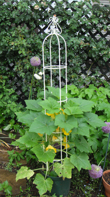 レタスの花 ufoズッキーニ夏の花壇は野菜が主役 Makikoの花 野菜日記 2 レタスの花 ufoズッキーニ夏の花壇は野菜が主役 Makikoの花 野菜日記 2