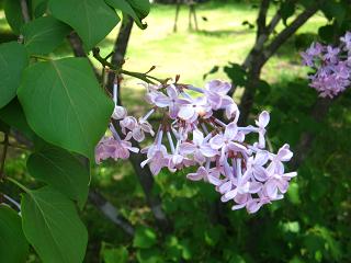 c0002089_77387.jpg