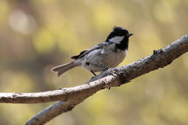 d0133693_2011090.jpg
