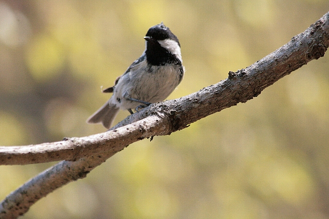 d0133693_2011556.jpg