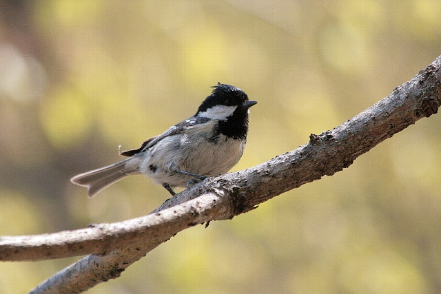 d0133693_2012153.jpg