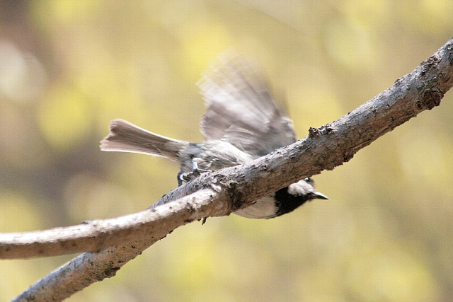 d0133693_2012885.jpg