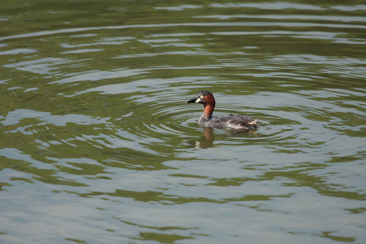 【水元公園の鳥達（２）】_e0167295_23311365.jpg