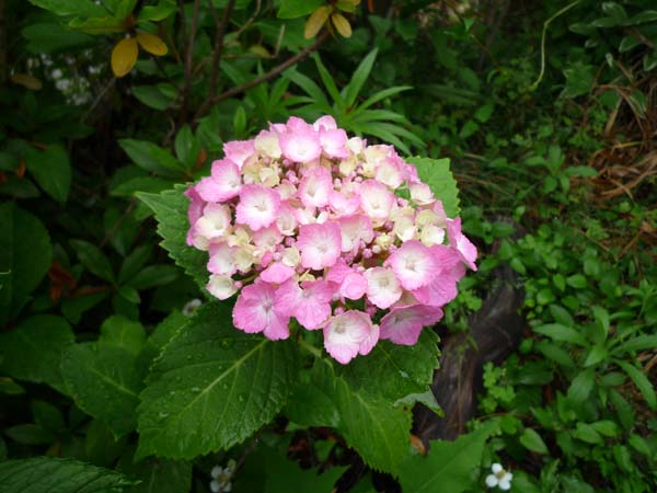 a0044202_7301889.jpg