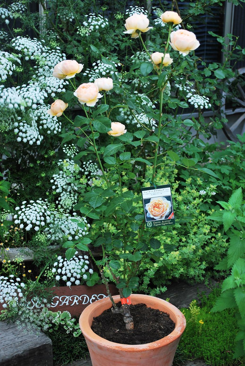 インテリア小物 セール 人気品種 入手困難なバラ 挿し穂 1本 フルーティな香り Omfqoq3mqt Humanature Ie