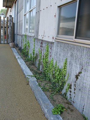 のびのびと過ごすものたち_b0186205_15353920.jpg