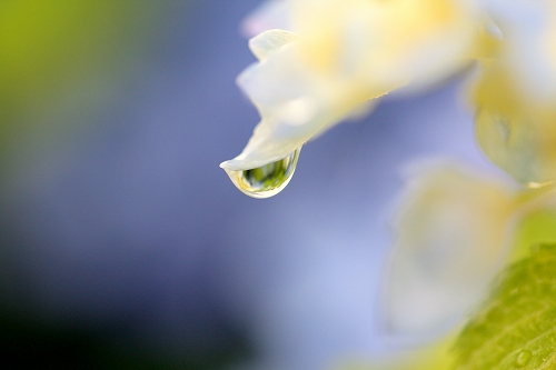 雨の中のなばなの里_a0116107_2029086.jpg