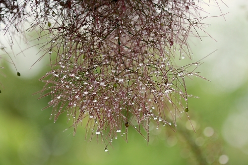 雨の中のなばなの里_a0116107_20302740.jpg