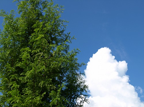 c0132711_1832931.jpg