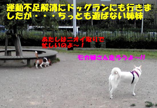 f0121712_1530913.jpg
