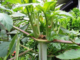 皇帝ダリアの芯を切り取る 心はいつも青春 皇帝ダリアの芯を切り取る 心はいつも青春