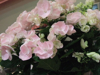 紫陽花の季節_b0165236_8495977.jpg