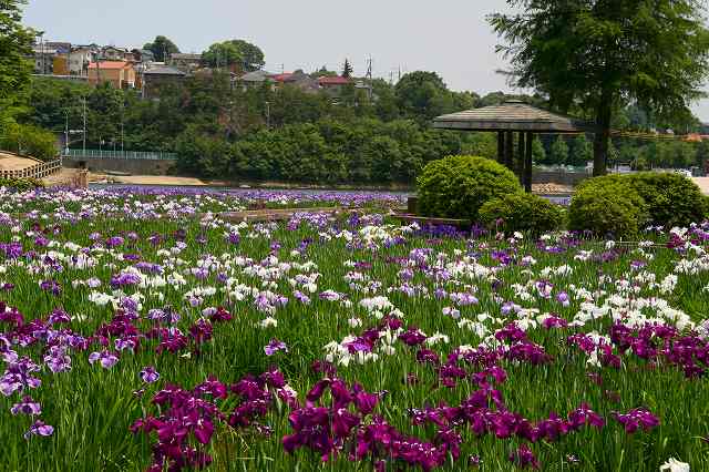  菖蒲（春日池　福山市）_c0115938_20595797.jpg