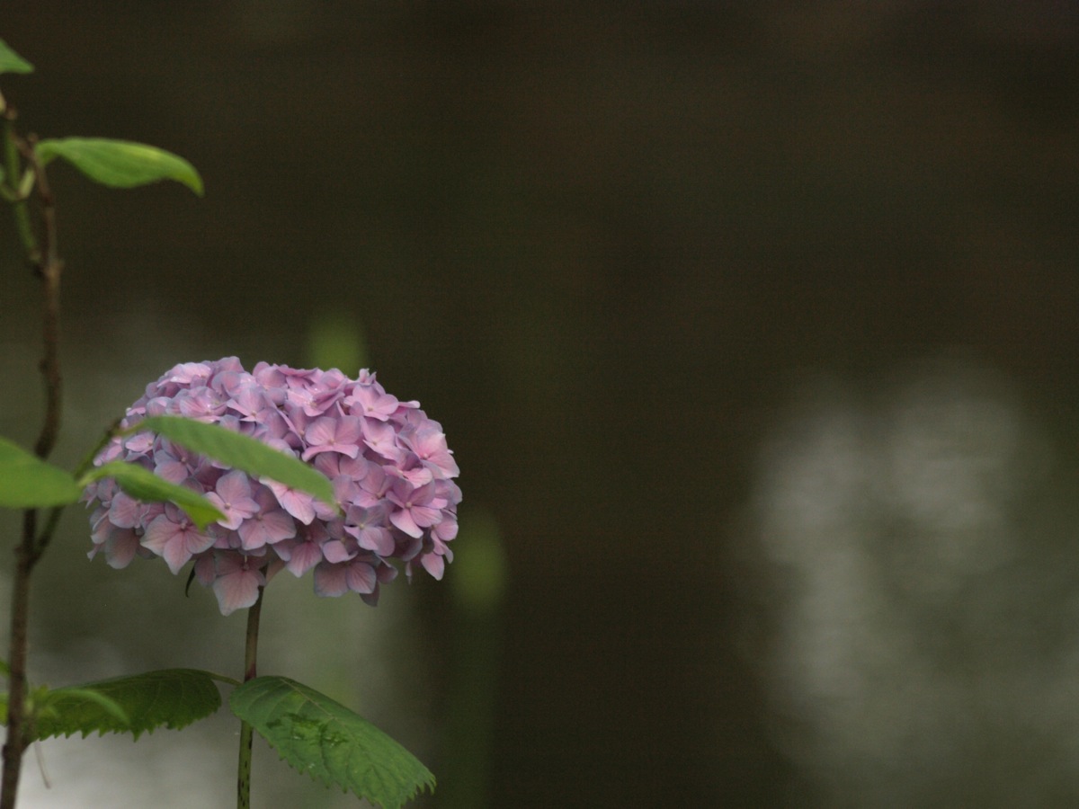 大阪『長居植物園』_d0149238_23131343.jpg