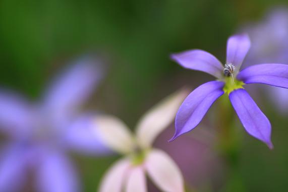 花の旋律 Ⅲ　　春_b0180042_23243835.jpg