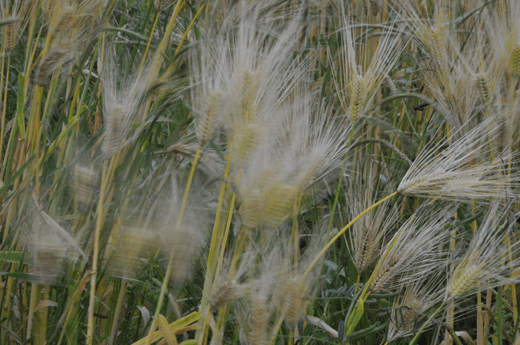 c0093046_7193637.gif