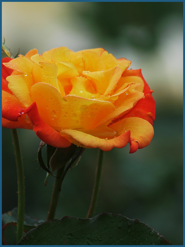 与野公園・雨中の薔薇-3　　　067)_c0068050_22154444.jpg