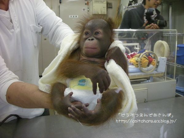 オランウータンの赤ちゃん公開 動物園でお散歩 オランウータンの赤ちゃん公開 動物園でお散歩