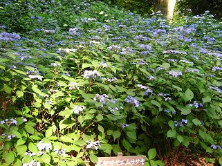 f0139963_613925.jpg