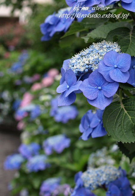 雨後の花見 @ 堀切菖蒲園、白山神社_a0073065_2216384.jpg