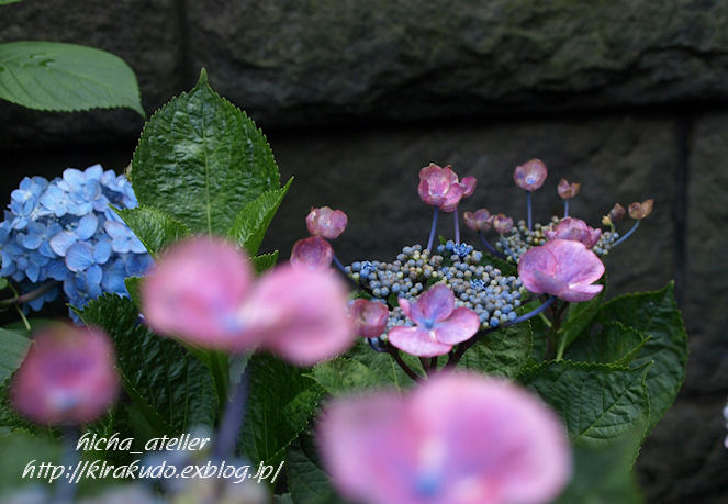 雨後の花見　@　堀切菖蒲園、白山神社_a0073065_2222016.jpg