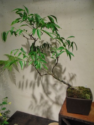 台湾サッコウフジ : 盆栽+花+骨董 花坊主 ハナボウズ