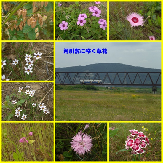 河川敷の花_e0085772_94936.jpg