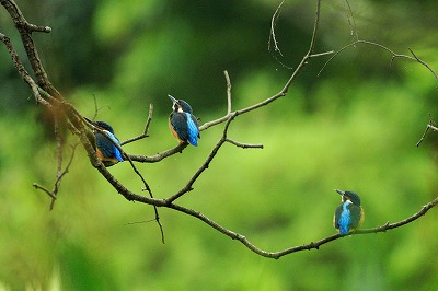 野鳥アルバム_b0047179_661917.jpg