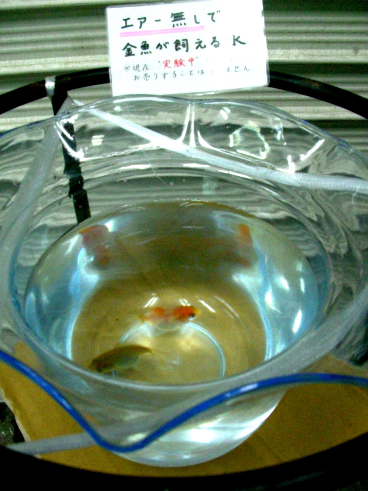 ノン エアレーションで金魚飼育が可能に なる か 金魚一道 スタッフブログ