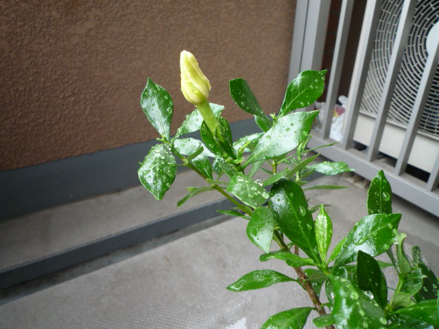 b0079995_1948040.jpg