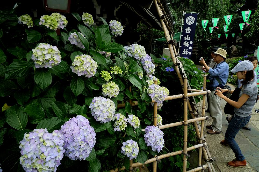 白山神社　文京区　東京都_a0078397_19143612.jpg