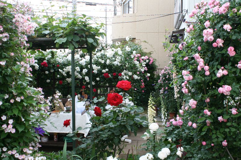 5月のバラの育て方講座 バラ講師のお庭 井上まゆ美のお仕事日和